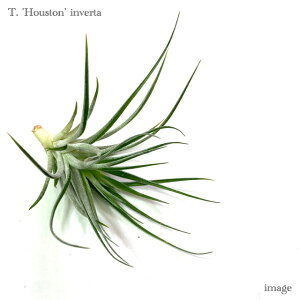 `WA q[Xg 'Co[^' (GA[vc eBWA ϗtA  Ǌ| CeA ~j ^ ݂艺  q[Xg XgN^ × NrtHA houston 'Inv