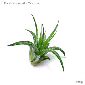 `WA CIi^ }LV} (GA[vc eBWA ϗtA  Ǌ| CeA ~j ^ ݂艺  ionantha var. maxima)
