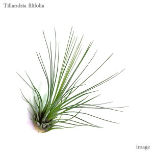 `WA tBtHA (GA[vc eBWA ϗtA  Ǌ| CeA ~j ^ ݂艺  filifolia)