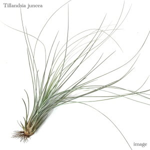 `WA WZA (GA[vc eBWA ϗtA  Ǌ| CeA ~j ^ ^ ݂艺  juncea)