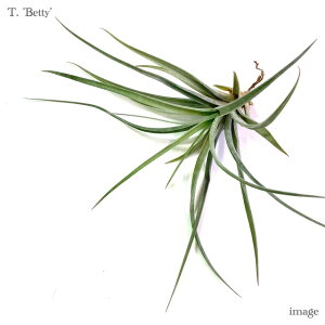 `WA 'xeB' (GA[vc eBWA ϗtA  Ǌ| CeA ~j ^ ݂艺  z hybrid LZOtBJ × uLJEX 'Betty' xerographica × brachycau