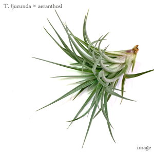 `WA z (WN_ × AGgX) (GA[vc eBWA ϗtA  Ǌ| CeA ~j ^ ^ ݂艺  hybrid jucunda × aeranthos)