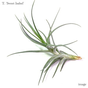 `WA 'XEB[gCUx' (GA[vc eBWA ϗtA  Ǌ| CeA ~j ^ ݂艺  eNg × pAZA hybrid 'Sweet Isabel' tectorum × paleacea)