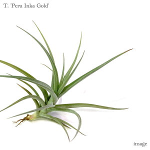 `WA 'JVL' (GA[vc eBWA ϗtA  Ǌ| CeA ~j ^ ݂艺  y[CJS[h Peru Inca Gold 'Kashkin')