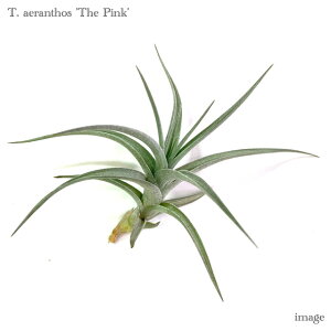 `WA AGgX 'U sN' (GA[vc eBWA ϗtA  Ǌ| CeA ~j ^ ݂艺  aeranthos 'The Pink')