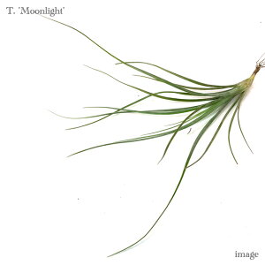 `WA '[Cg' (GA[vc eBWA ϗtA  Ǌ| CeA ~j ^ ݂艺  Rz gR[ × V[fBAi moonlight tricolor schiedeana g