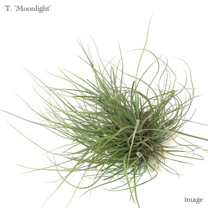 `WA '[Cg' Nv (GA[vc eBWA ϗtA  Ǌ| CeA ~j ^ ݂艺  Rz gR[ × V[fBAi moonlight tricolor sc
