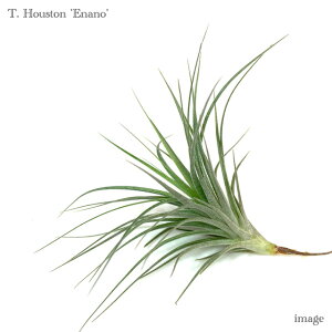 `WA q[Xg 'Gim' (GA[vc eBWA ϗtA  Ǌ| CeA ~j ^ ݂艺  q[Xg XgN^ × NrtHA houston 'Enano')