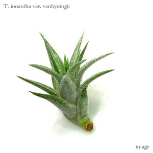`WA CIi^ onCjM[ S size (GA[vc eBWA ϗtA  Ǌ| CeA ~j ^ ݂艺  Ionantha var. vanhyningii)