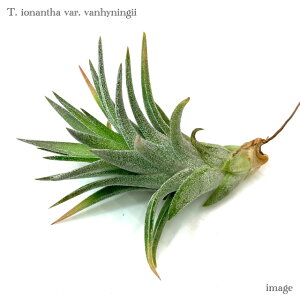 `WA CIi^ onCjM[ M size (GA[vc eBWA ϗtA  Ǌ| CeA ~j ^ ݂艺  Ionantha var. vanhyningii)