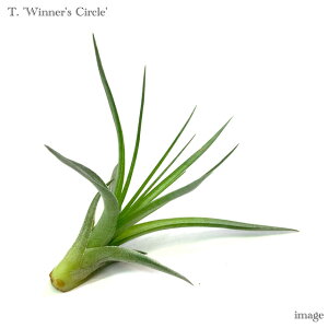 `WA 'EBi[Y T[N' (GA[vc eBWA ϗtA  Ǌ| CeA ~j ^ ݂艺  AGgX × 'q[Xg' 'Winner's Circle' aeranthos × 'Housto