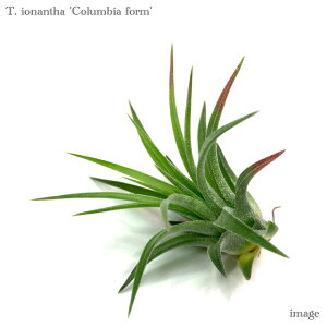 `WA CIi^ 'RrAtH[' (GA[vc eBWA ϗtA  Ǌ| CeA ~j ^ ݂艺  ionantha 'Columbia form')
