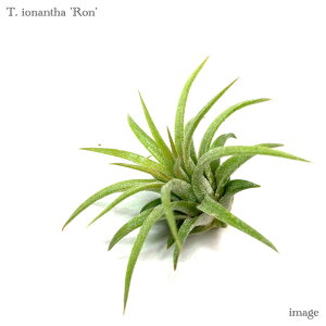 `WA CIi^ '' (GA[vc eBWA ϗtA  Ǌ| CeA ~j ^ ݂艺  ionantha 'Ron')