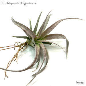 `WA `AyVX MKeXR (GA[vc eBWA ϗtA  Ǌ| CeA ~j ^ ݂艺  chiapensis gigantesco)