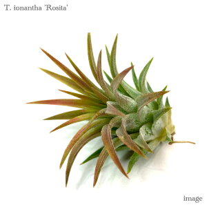`WA CIi^ 'V[^' (GA[vc eBWA ϗtA  Ǌ| CeA ~j ^ ݂艺  ionantha 'Rosita')