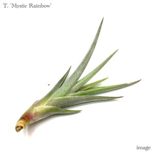 `WA '~XeBbNC{[' (GA[vc eBWA ϗtA  Ǌ| CeA ~j ^ ݂艺  AxeBAi × AL^G 'Mystic Rainbow' hybrid albertia