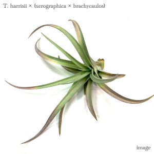 `WA z (nV[ × (LZOtBJ × uLJEX)) (GA[vc eBWA ϗtA  Ǌ| CeA ~j ^ ݂艺  hybrid harrisii × (xerographica