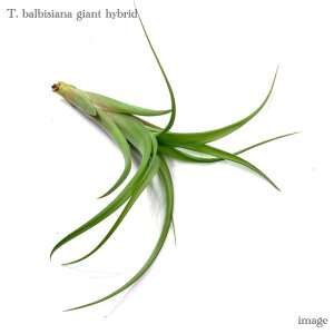 `WA orVA[i WCAg nCubh (GA[vc eBWA ϗtA  Ǌ| CeA ~j ^ ݂艺  orVAi balbisiana giant hybrid)