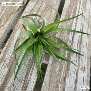 `WA Q~jt[ (GA[vc eBWA ϗtA  Ǌ| CeA ~j ^ ݂艺  WF~jt[ geminiflora)