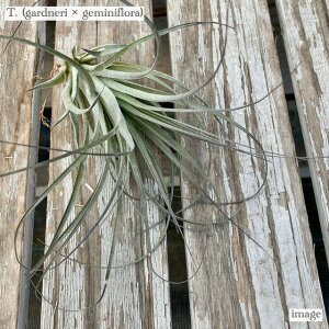 `WA z (Khl × Q~jt[) (GA[vc eBWA ϗtA  Ǌ| CeA ~j ^ ݂艺  hybrid gardneri × geminiflora)