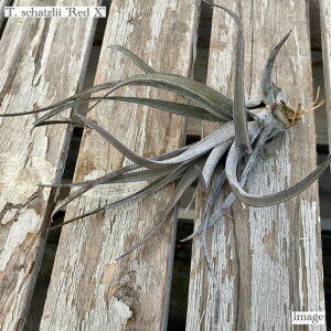 `WA Vbc[ 'bh X' (GA[vc eBWA ϗtA  Ǌ| CeA ~j ^ ݂艺  VbcB schatzlii 'Red X')