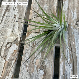 `WA XgN^ 'MKeBNX' (GA[vc eBWA ϗtA  Ǌ| CeA ~j ^ ݂艺  stricta 'Giganticus')