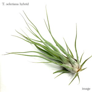 `WA ZAi z (GA[vc eBWA ϗtA  Ǌ| CeA ~j ^ ݂艺  seleriana hybrid × streptophylla?)