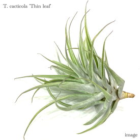 チランジア カクティコラ 'シンリーフ' (エアープランツ ティランジア 観葉植物 おしゃれ 壁掛け インテリア ミニ 小型 吊り下げ 室内 細葉 cacticola 'Thin leaf')