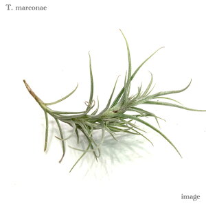 `WA }RiG (GA[vc eBWA ϗtA  Ǌ| CeA ~j ^ ݂艺  marconae)