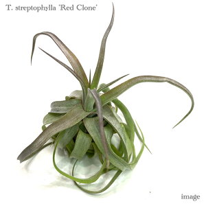 `WA XgvgtB bhN[ (GA[vc eBWA ϗtA  Ǌ| CeA ~j ^ ݂艺  streptophylla red clone)