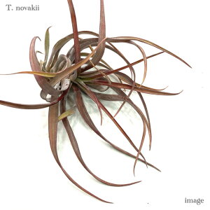 `WA moL[ M size (GA[vc eBWA ϗtA  Ǌ| CeA ~j ^ ^ ݂艺  novakii)
