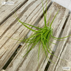 `WA O{[T (GA[vc eBWA ϗtA  Ǌ| CeA ~j ^ ^ ݂艺  globosa)