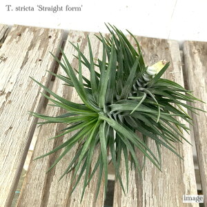 `WA XgN^ Xg[gtH[ (GA[vc eBWA ϗtA  Ǌ| CeA ~j ^ ݂艺  stricta straight form)