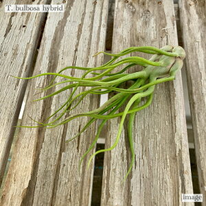 `WA u{[T z (GA[vc eBWA ϗtA  Ǌ| CeA ~j ^ ݂艺  bulbosa hybrid)