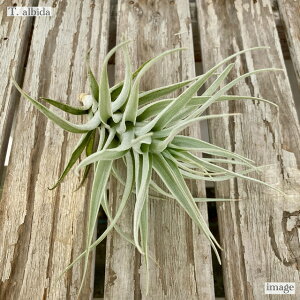 `WA Ar_ M size (GA[vc eBWA ϗtA  Ǌ| CeA ~j ^ ݂艺  albida)