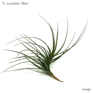 `WA ekCtHA 'u[' (GA[vc eBWA ϗtA  Ǌ| CeA ~j ^ ݂艺  tenuifolia 'Blue')