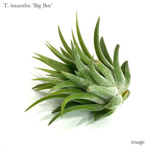 `WA CIi^ 'rbO{[C' (GA[vc eBWA ϗtA  Ǌ| CeA ~j ^ ݂艺  ionantha 'Big Boy')