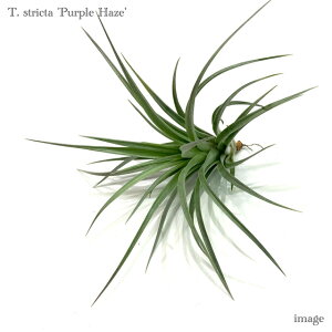 `WA XgN^ 'p[vwCY' (GA[vc eBWA ϗtA  Ǌ| CeA ~j ^ ݂艺  stricta 'Purple Haze')