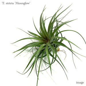 `WA XgN^ '[O[' (GA[vc eBWA ϗtA  Ǌ| CeA ~j ^ ݂艺  stricta 'Moonglow')