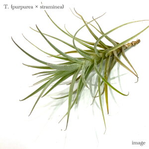 `WA z (vvA × Xg~lA) (GA[vc eBWA ϗtA  Ǌ| CeA ~j ^ ݂艺  hybrid purpurea × straminea)