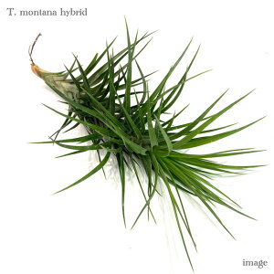 `WA ^i z (GA[vc eBWA ϗtA  Ǌ| CeA ~j ^ ݂艺  montana hybrid)