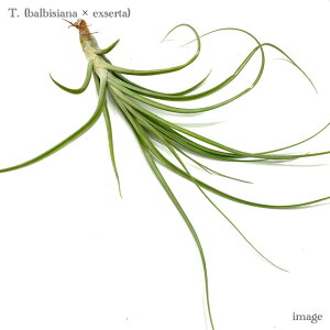 `WA z(orVA[i × GNZ^) (GA[vc eBWA ϗtA  Ǌ| CeA ~j ^ ݂艺  hybrid balbisiana x exserta)