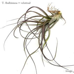 `WA z(orVA[i × xeBi) (GA[vc eBWA ϗtA  Ǌ| CeA ~j ^ ݂艺  hybrid balbisiana × velutina)