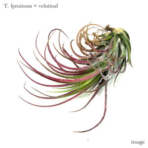 `WA z(vCm[T × xeBi) (GA[vc eBWA ϗtA  Ǌ| CeA ~j ^ ݂艺  hybrid pruinosa × velutina)