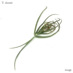 `WA hDeB SS size (GA[vc eBWA ϗtA  Ǌ| CeA ~j ^ ݂艺  duratii)