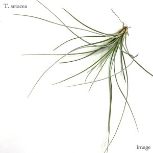 `WA Z^ZA (GA[vc eBWA ϗtA  Ǌ| CeA ~j ^ ݂艺  setacea)