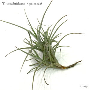 `WA z(}NufBAi × pAZA) (GA[vc eBWA ϗtA  Ǌ| CeA ~j ^ ݂艺  hybrid macbrideana × paleacea)