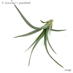 `WA z(RR[ × pEVtHA) (GA[vc eBWA ϗtA  Ǌ| CeA ~j ^ ݂艺  hybrid concolor × paucifolia)