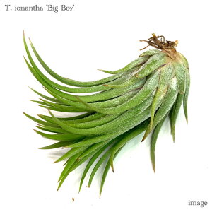 `WA CIi^ 'rbO{[C' M size (GA[vc eBWA ϗtA  Ǌ| CeA ~j ^ ݂艺  ionantha 'Big Boy')