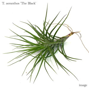 `WA AGgX 'U ubN' (GA[vc eBWA ϗtA  Ǌ| CeA ~j ^ ݂艺  aeranthos 'The Black')